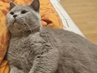 British shorthair kitten sell