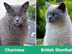 British Shorthair Male & Chartreux FeMale Best Cat breed