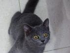 British Shorthair Male Kitten
