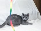 British Shorthair Proven Female cat