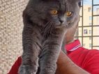 British Shorthair X Persian, semi-long Hair Cat