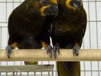 Brown Lory Breeding Pair