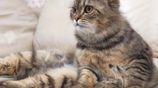 Brown Tabby Doll Face Persian