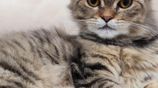 Brown Tabby Doll Face Persian