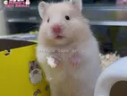 Brown- White Hamster