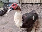 বড় চিনাহাস