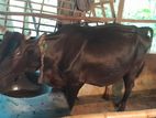 বড় গাভী গরু