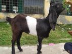 বড় জাত বাচ্চা টা বিক্রি হবে