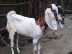 বড় জাতের ক্রস ছাগল