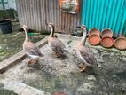 বড় রাজহাঁস কম দামে
