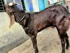 বড় সাইজের একটি পাঠা বিক্রি করা হবে