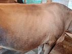 COW FOR SELL