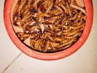 🌟🐛 বড় সাইজের Superworm – এখন সেরা দা*মে! 🐛🌟