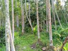 বসবাস যোগ্য সুপারি বাগান বিক্রি করা হবে