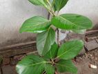 বট গাছ