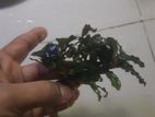Bucephalandra Aquatic Plants.