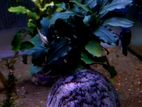 Bucephalandra Aquatic plants