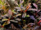 Bucephalandra dragon fly.