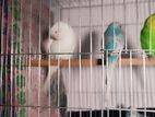 Budgegar Burd 1 Pair
