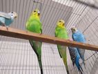 Budgegar Burd 1 Pair
