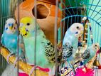 Budgerigar 2 pair