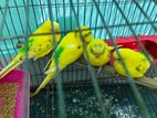 Budgerigar 4 Pcs For Sell