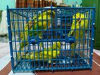 Budgerigar 4 Pcs For Sell