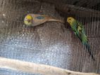 Budgerigar Adult