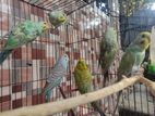 Budgerigar Adult Pair