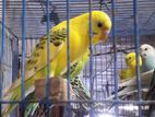 Budgerigar (Australian Brid)