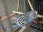 Budgerigar/বাজিগর ৩ পিছ