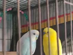 Budgerigar বাজরিগার বাজরিগর বাজিগর পাখি
