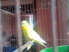 Budgerigar বাজরিগার