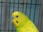 Budgerigar / বাজরিগার মেল