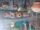 Budgerigar বাজরিগার পাখি বিক্রি