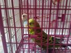 Budgerigar - বাজরিগার পাখি