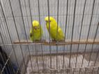 Budgerigar bird