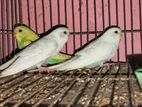 Budgerigar Baby বাজারিগার বিক্রি