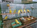 Budgerigar baby for sell