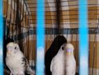 Budgerigar Baby For Sale