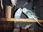 Budgerigar baby for sale .