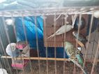 Budgerigar Bird (4 Pcs )