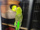 Budgerigar Bird / বাজরিগর পাখি