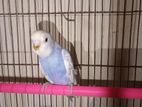 Budgerigar Bird