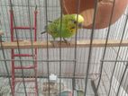 Budgerigar bird