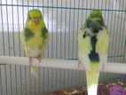 Budgerigar Bird