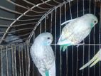 Budgerigar Bird