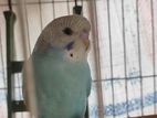 budgerigar bird