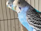 Budgerigar Bird