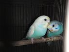 Budgerigar bird